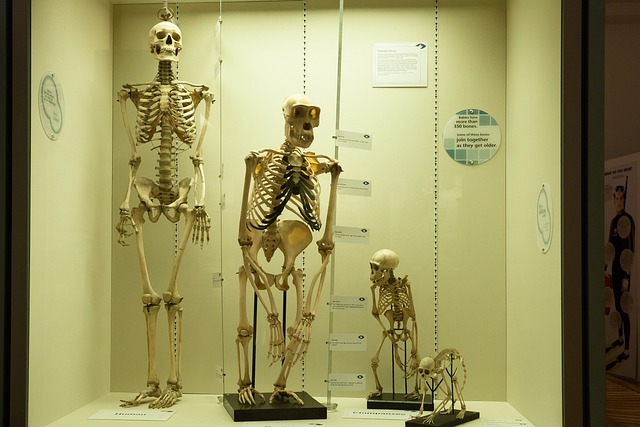 ¿Cuántas especies de humanos ha habido?
