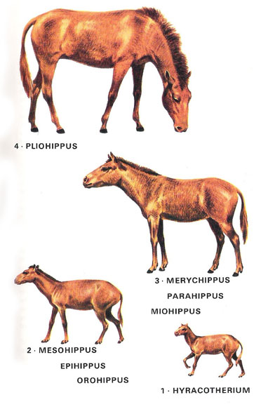 caballos-orígenes