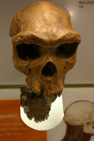 Tomada en el David H. Koch Hall of Human Origins en el Smithsonian Natural History Museum.