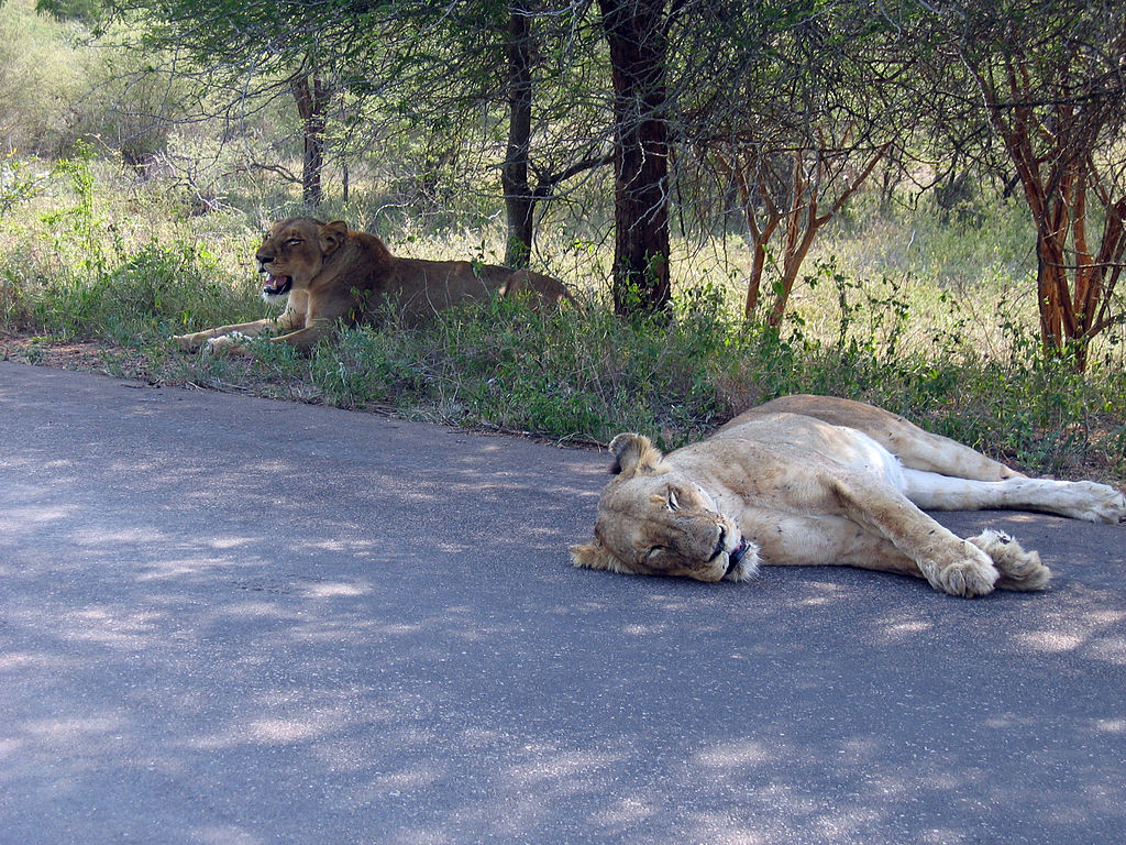 Dos leones tomando un descanso después de una cacería fallida en el Parque Nacional Kruger