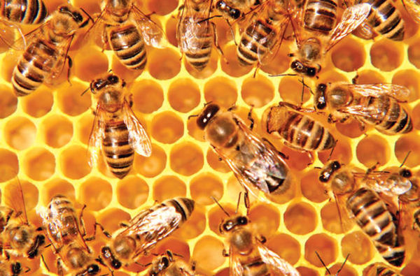 corral de abejas