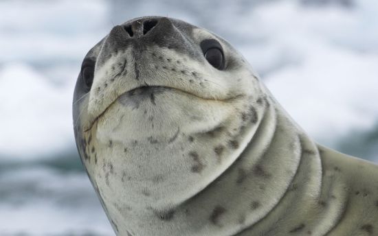 leopardo-foca-animales