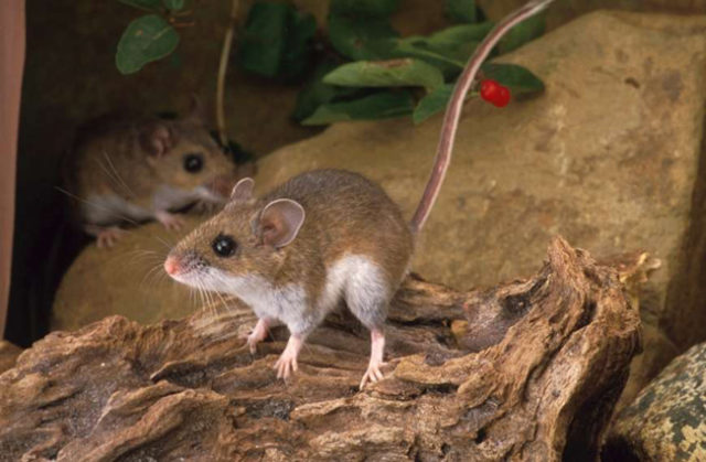 ratón-cosecha-occidental