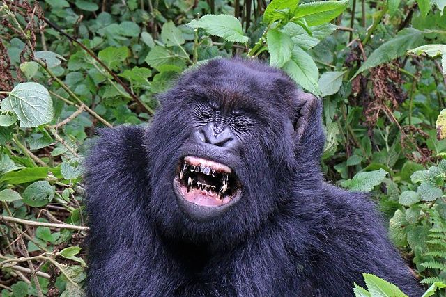 Resultado de imagen de gorila de montaña