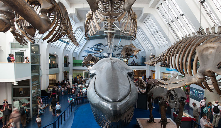 Resultado de imagen de Museo de Historia Natural de Londres