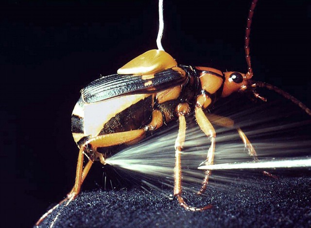 escarabajos bompardier