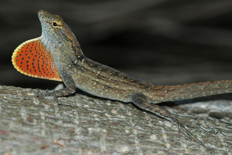 Resultado de imagen de lagarto anol marrón