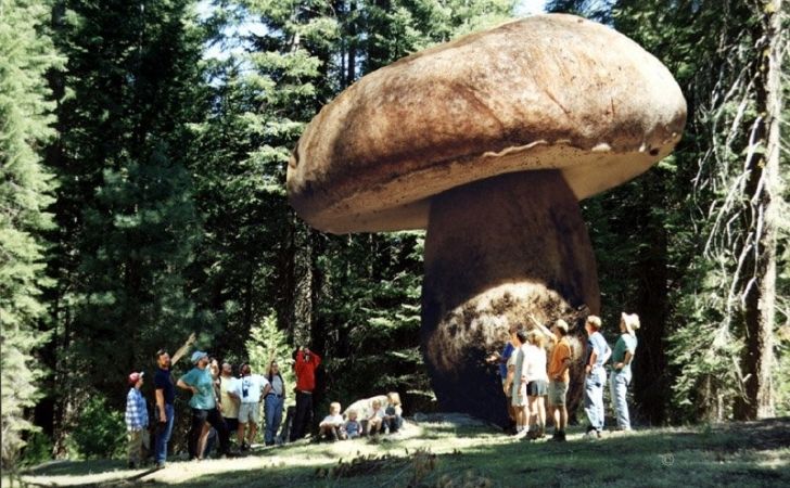 El organismo vivo más grande del mundo.