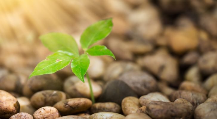 Una planta fotosintetizando 