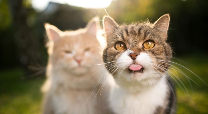 Un par de gatos.  uno de ellos sacando la lengua