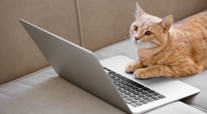 Un gato anaranjado investigando información sobre gatos en una computadora portátil
