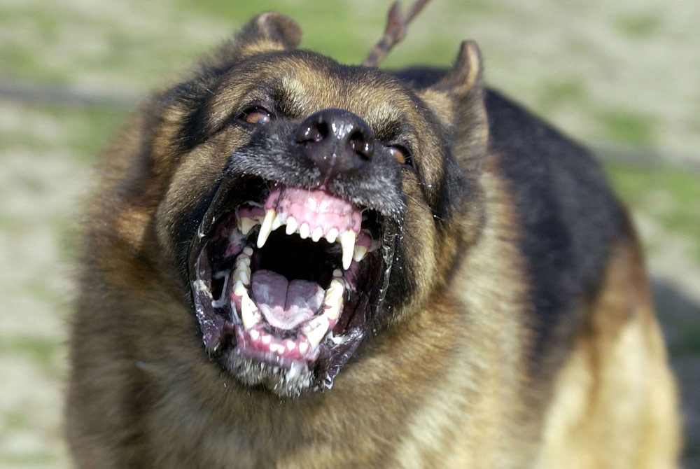 Los 10 perros más peligrosos del mundo - Listas curiosas