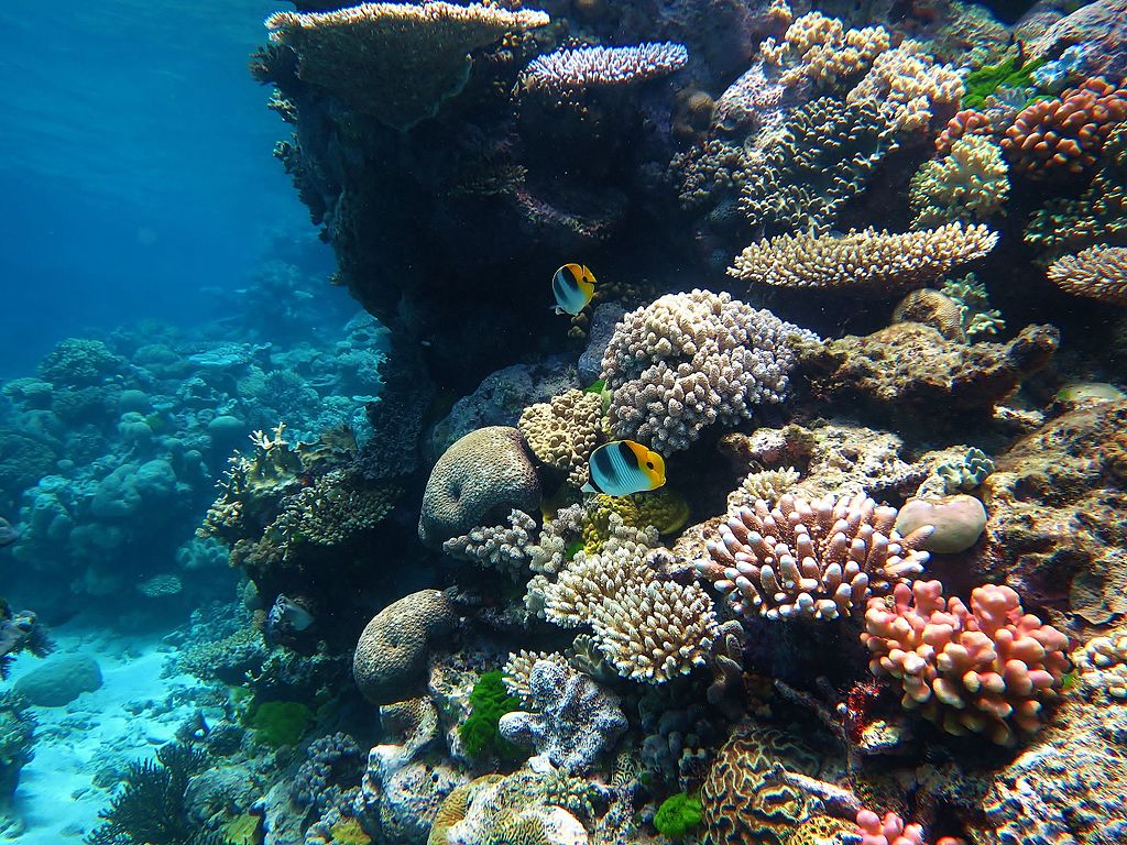 Gran Barrera de Coral