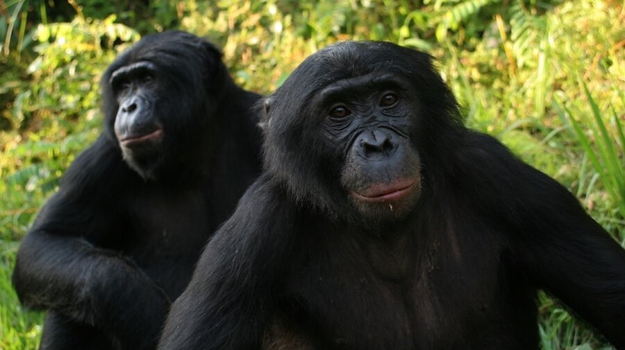 Resultado de imagen para canibalismo de bonobos