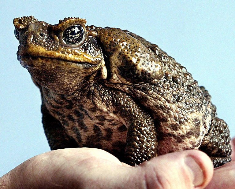 Resultado de imagen de Toxic Australian Toads
